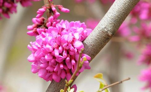 春暖花开的诗句 花开春来的唯美诗句