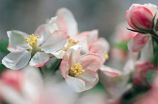 春暖花开的诗句 花开春来的唯美诗句