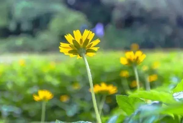 重阳节的优美句子（不是祝福语）