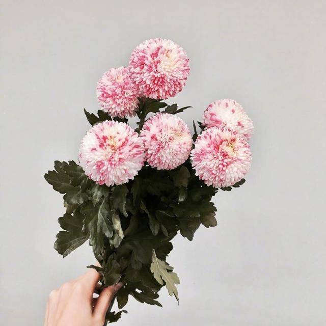 小众惊艳的祝福短句（精选54句）