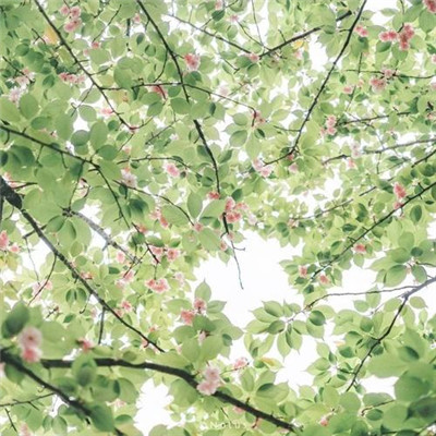 春天文案短句干净治愈阳光（精选85句）